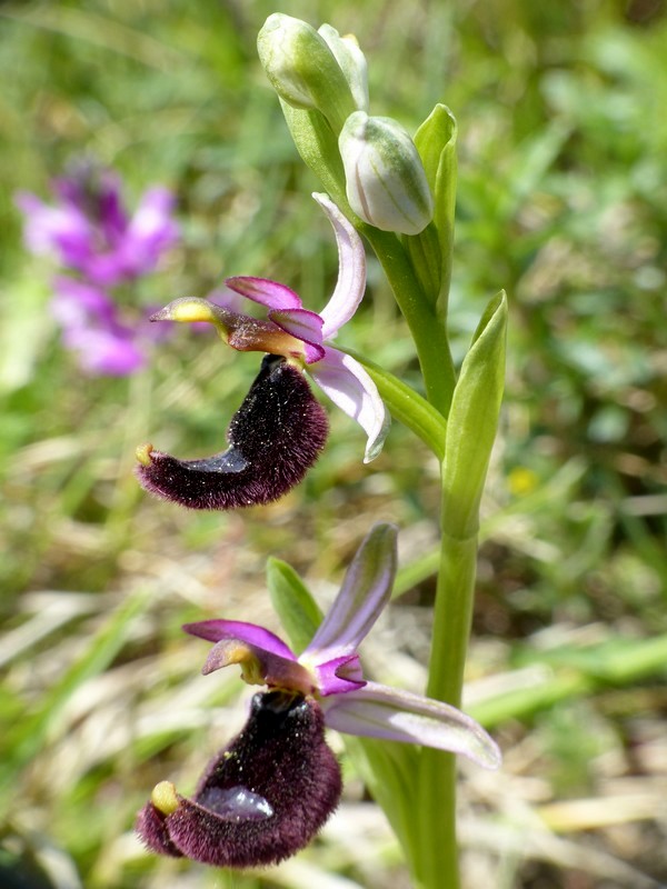 Prima fioritura di orchidee a Palena nel Parco Nazionale della Majella - maggio 2022.